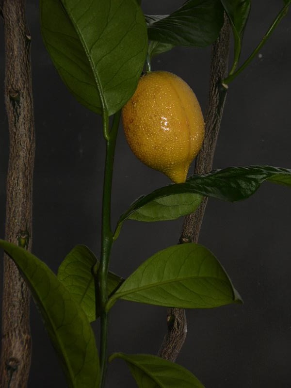 Oscar Lemon 1