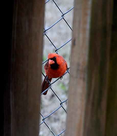 x Cardinal peering between slats
