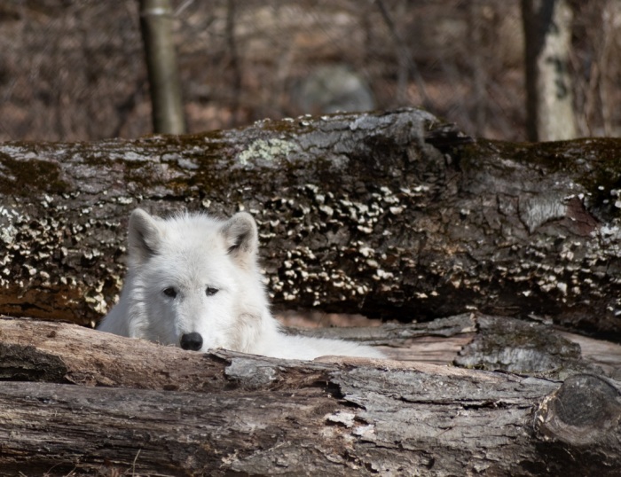 White Wolf Peeks Out resize