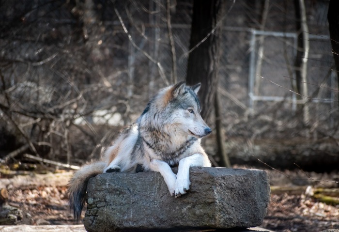 Wolf on Rock resize