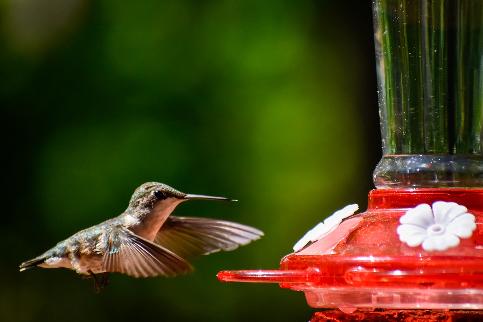 Hummingbird 5.30.20 (3 of 5)