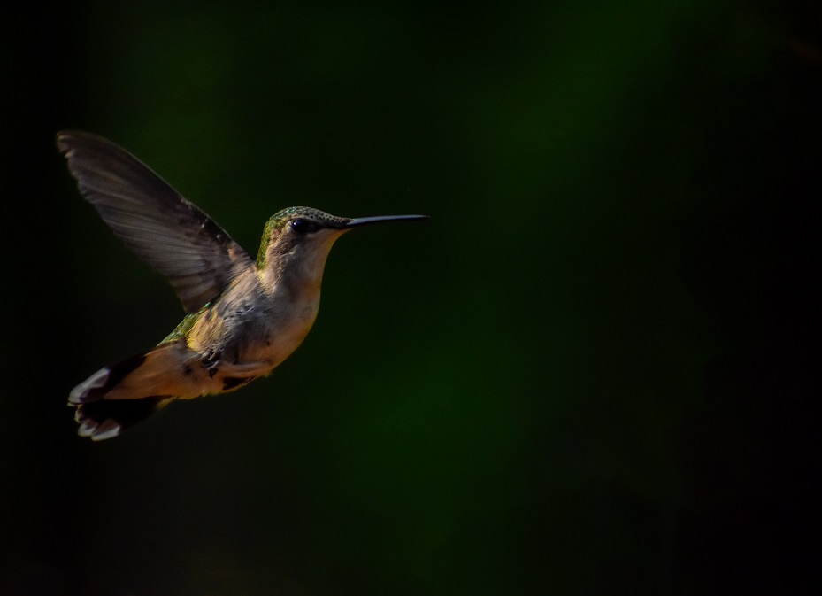 Hummingbird No Feeder (1 of 1)