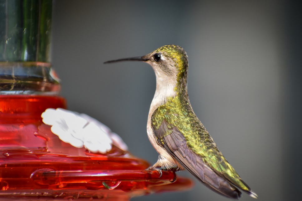 Hummingbird Perch 1 (1 of 1)