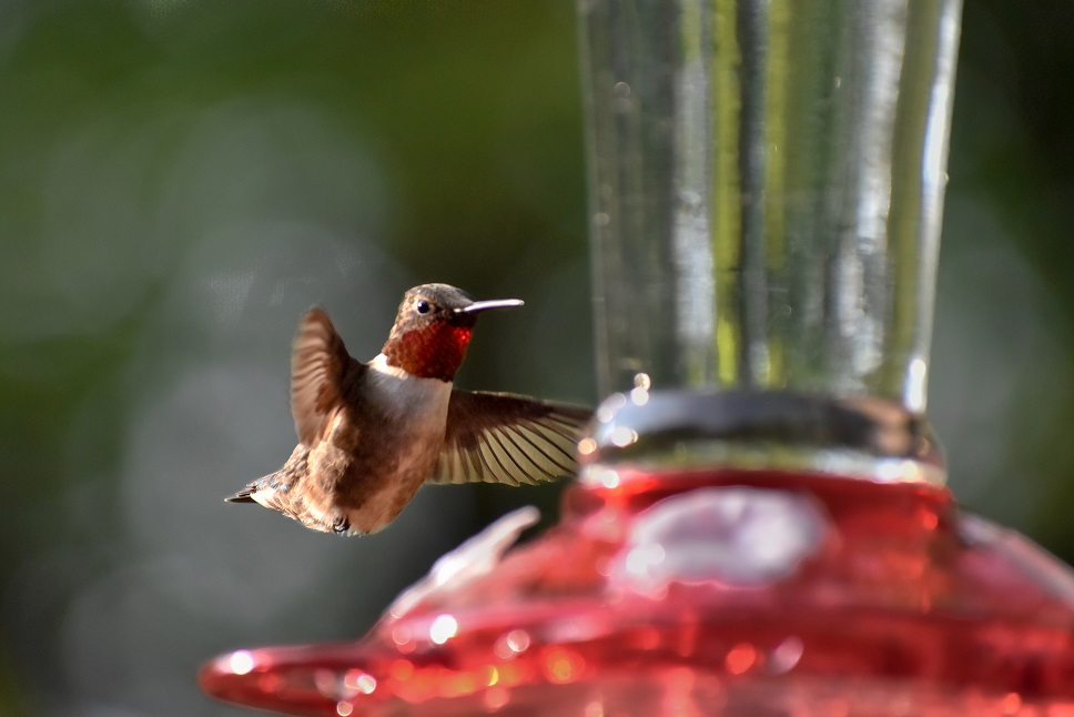 Hummingbird Ruby Throat 1 (1 of 1)