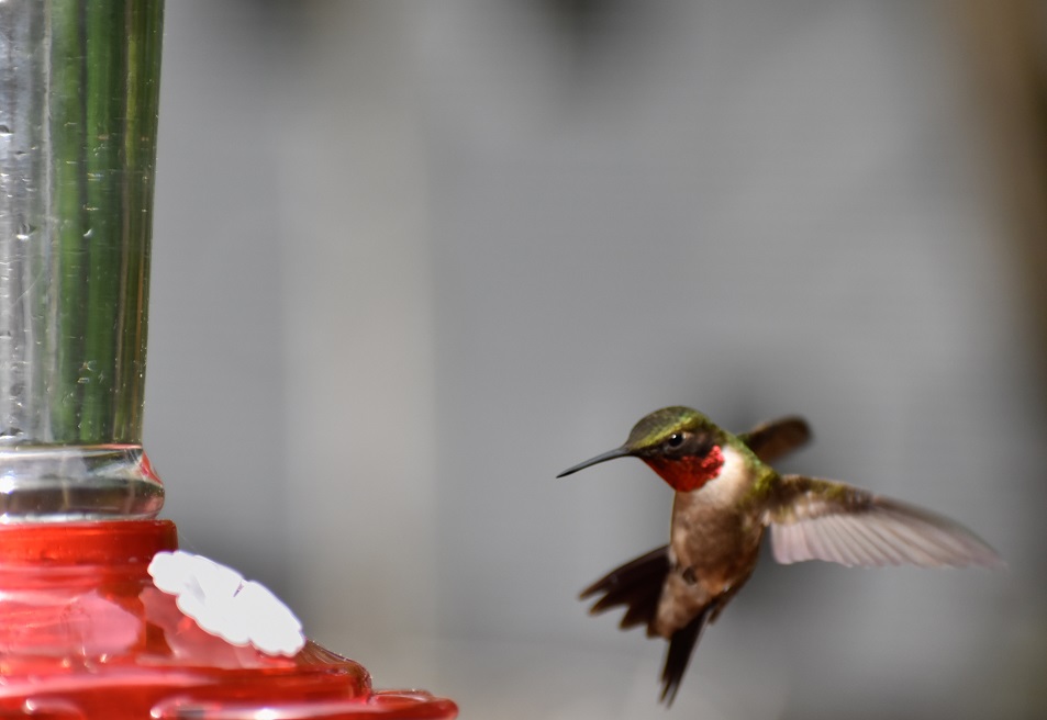 Hummingbird Ruby Throat 2 (1 of 1)